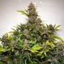 Семена конопли Auto Forbidden Cherry® от Dutch Passion